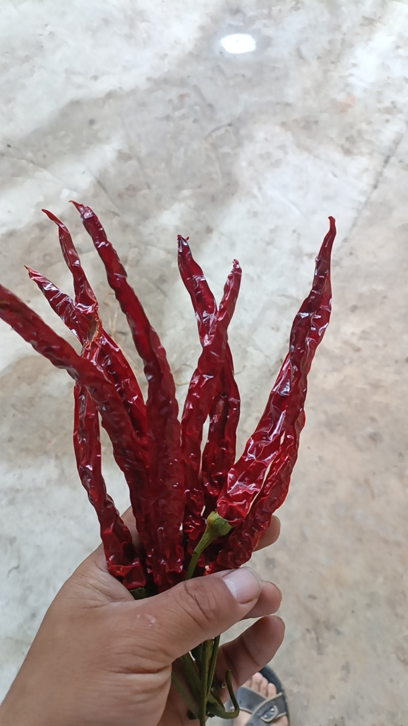 精品二荆条干货
