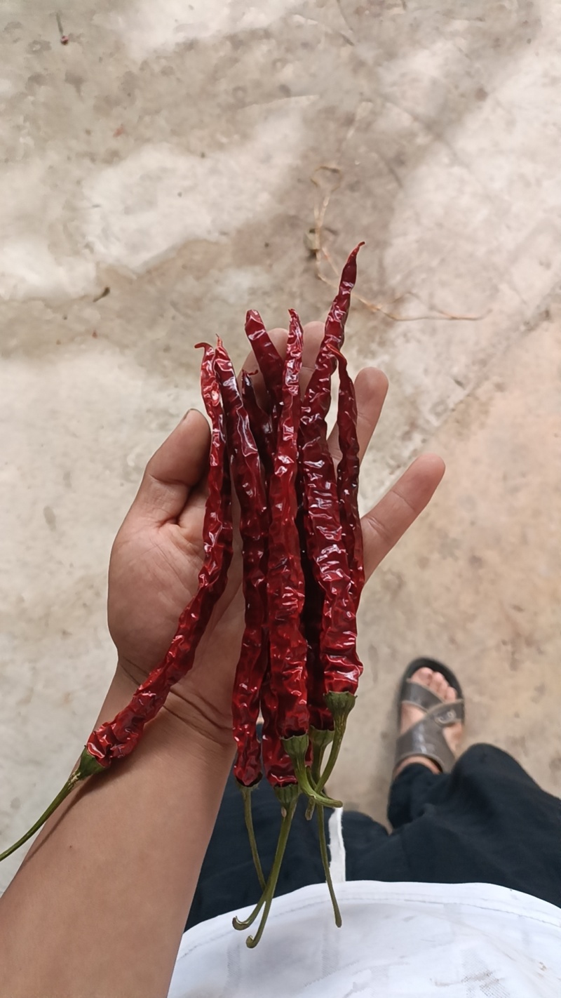 精品二荆条干货