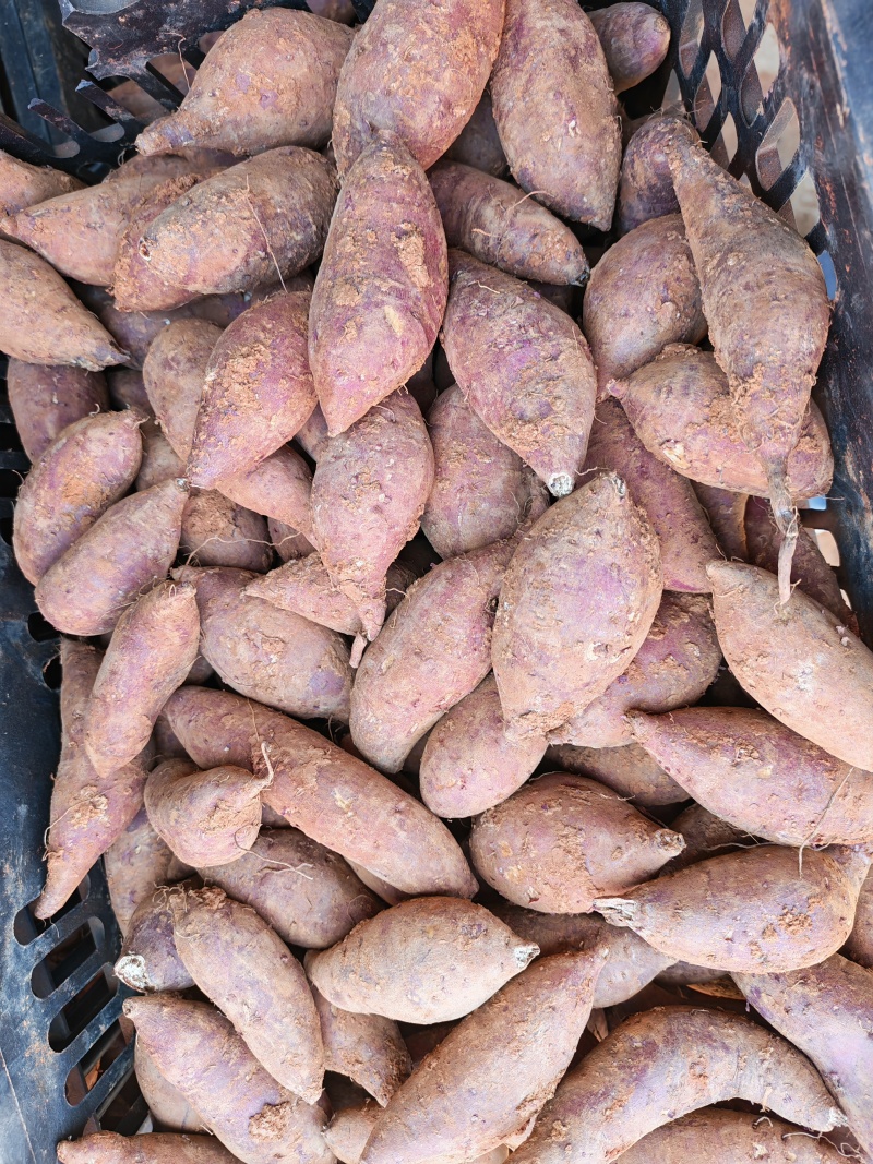 精品红土地榴莲蜜薯