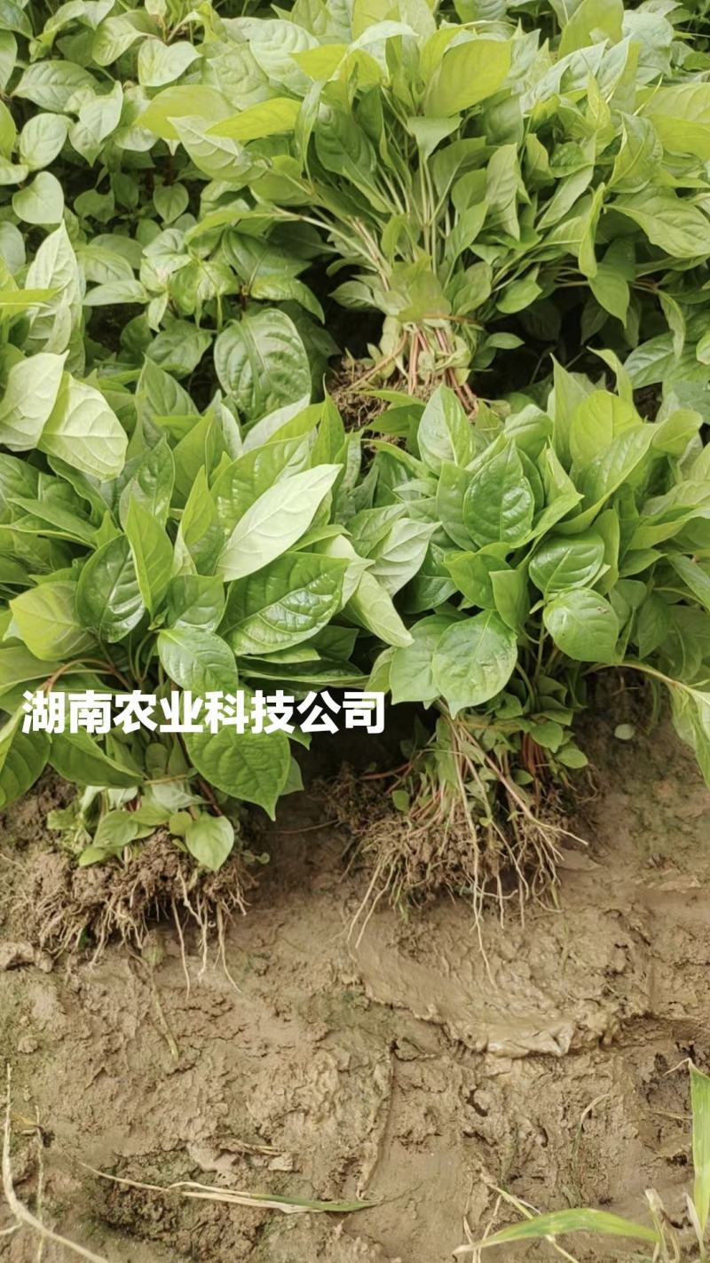 钩藤苗小苗钩藤苗芽苗大叶金钩藤苗高产双钩藤苗