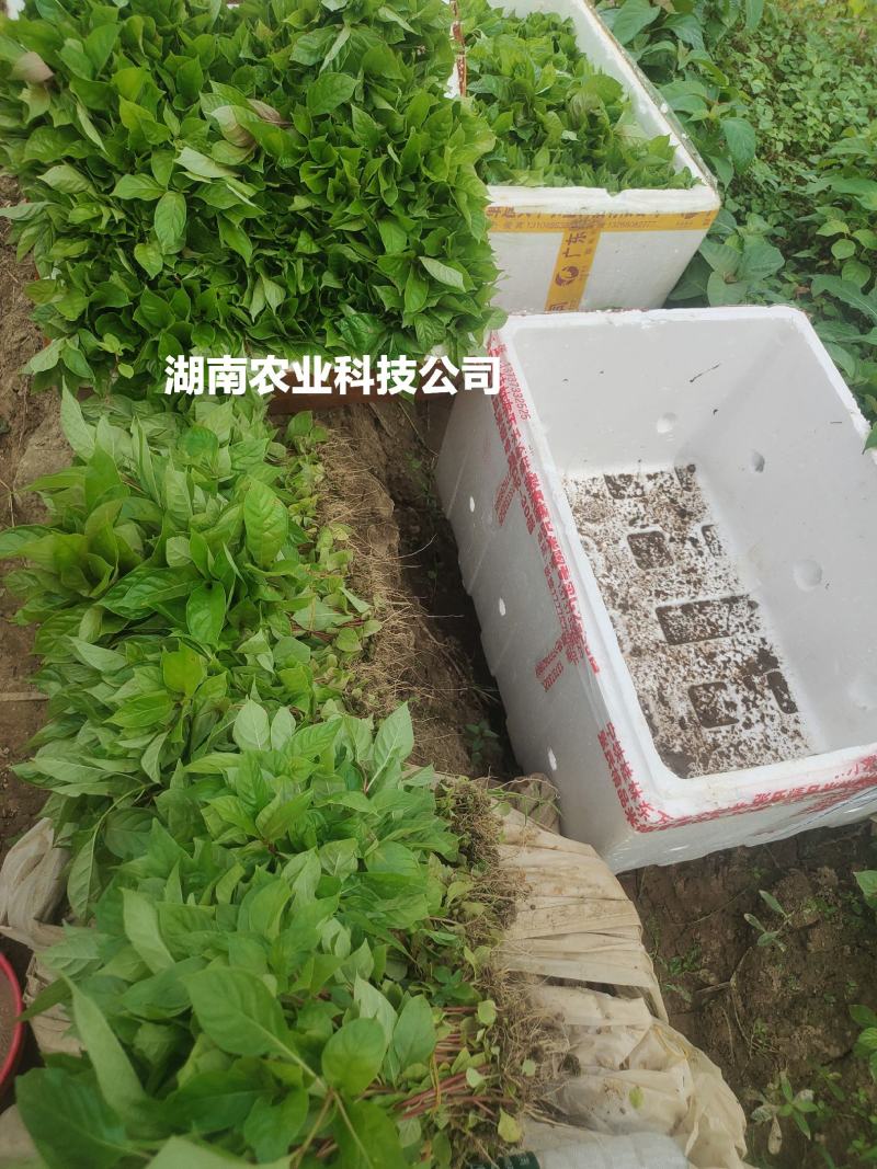 钩藤苗小苗钩藤苗芽苗大叶金钩藤苗高产双钩藤苗
