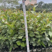 油茶苗苗木种苗油茶苗山油茶基地直供量大优惠