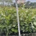 油茶苗苗木种苗油茶苗山油茶基地直供量大优惠