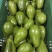 牛油果