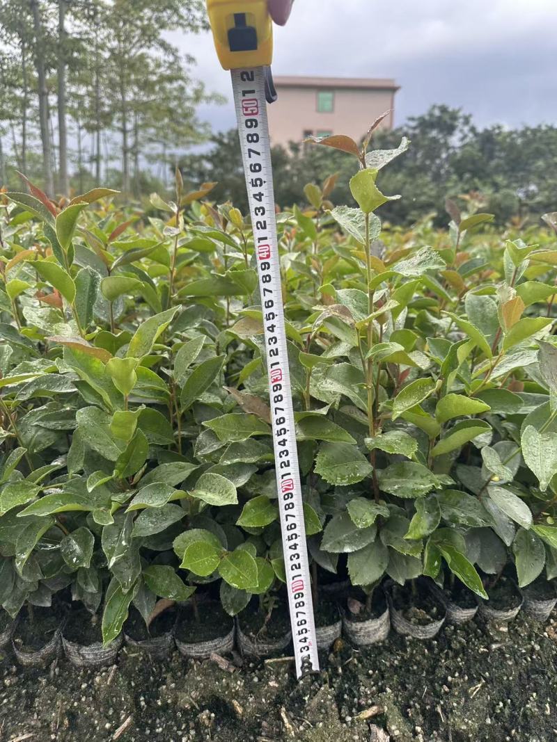 油茶苗苗木种苗油茶苗山油茶基地直供量大优惠