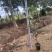 油茶苗苗木种苗油茶苗山油茶基地直供量大优惠