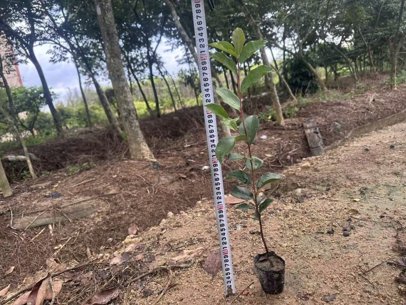 油茶苗苗木种苗油茶苗山油茶基地直供量大优惠