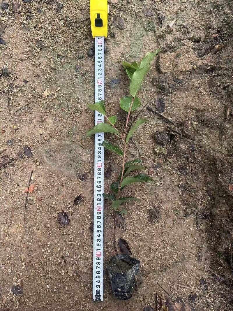 油茶苗苗木种苗油茶苗山油茶基地直供量大优惠