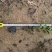 油茶苗苗木种苗油茶苗山油茶基地直供量大优惠