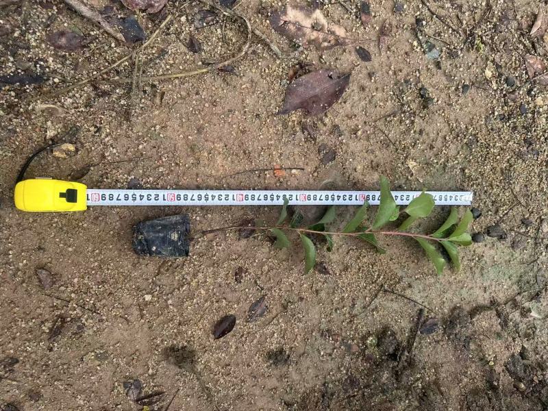 油茶苗苗木种苗油茶苗山油茶基地直供量大优惠