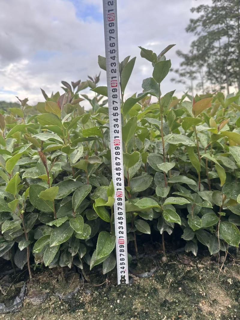 油茶苗苗木种苗油茶苗山油茶基地直供量大优惠