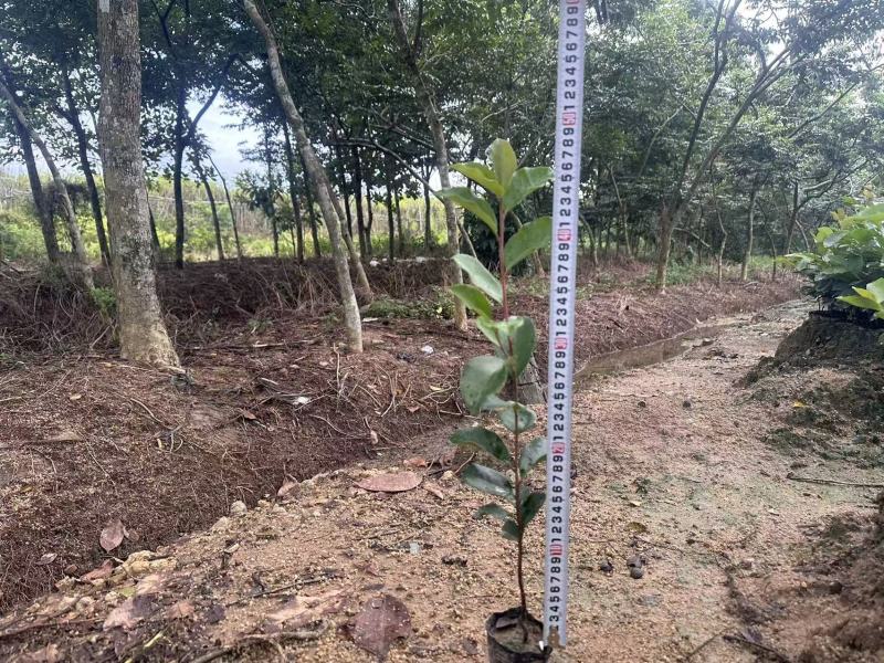 油茶苗苗木种苗油茶苗山油茶基地直供量大优惠