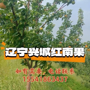 辽宁省兴城市碱厂乡红南果梨出售