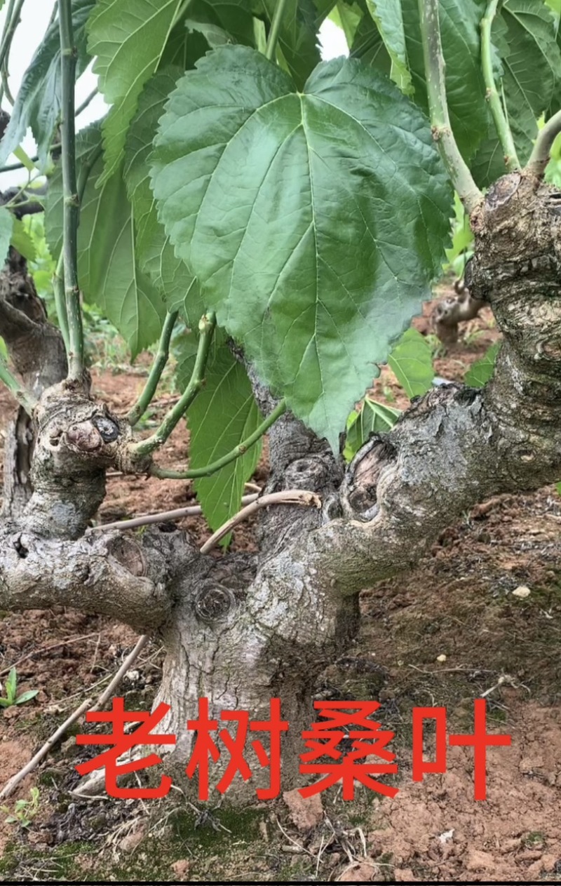 嫩桑叶