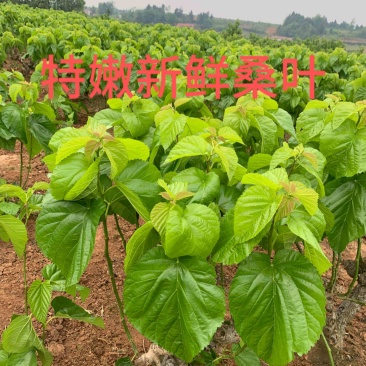 嫩桑叶