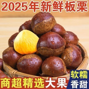 山东优质电商板栗/品质好/价格低/全国代发/欢迎来电咨询