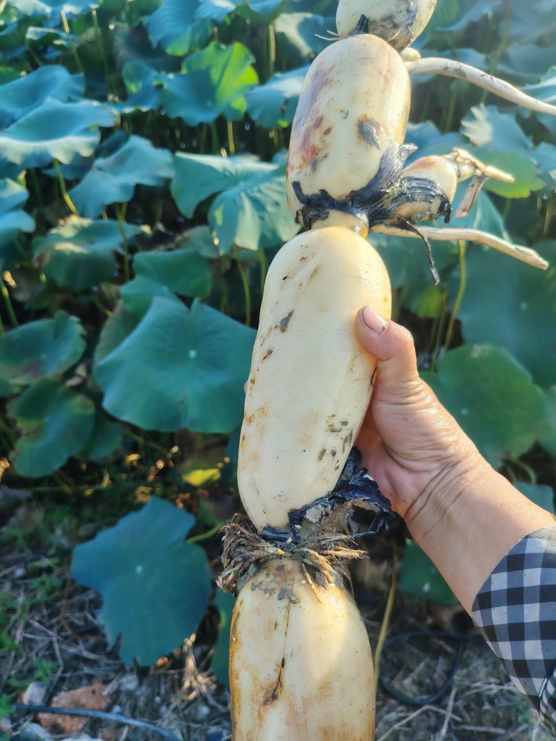 莲藕保质保量价格优惠一手货源支持视频看货欢迎咨询
