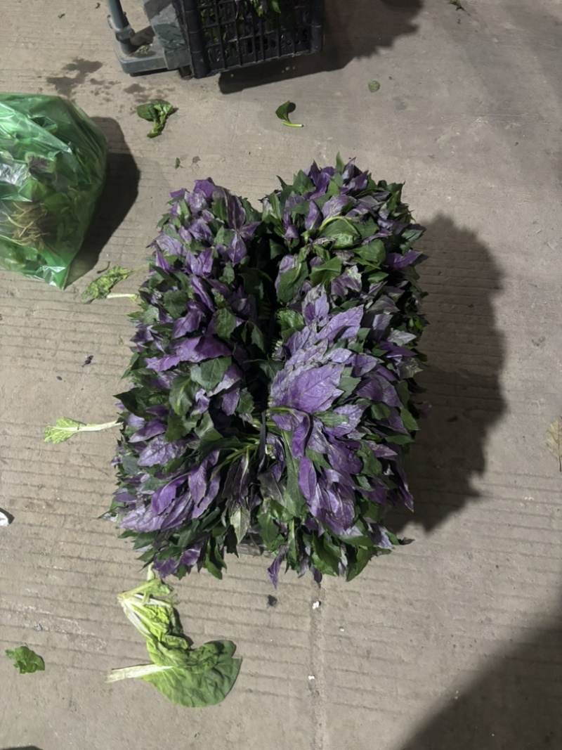 紫贝天葵观音菜，产地直销，新鲜，份量足