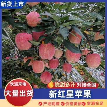 《畅销推荐》冷库纸加膜新红星苹果山西基地直发对接全国