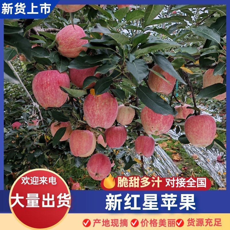 《畅销推荐》冷库纸加膜新红星苹果山西基地直发对接全国