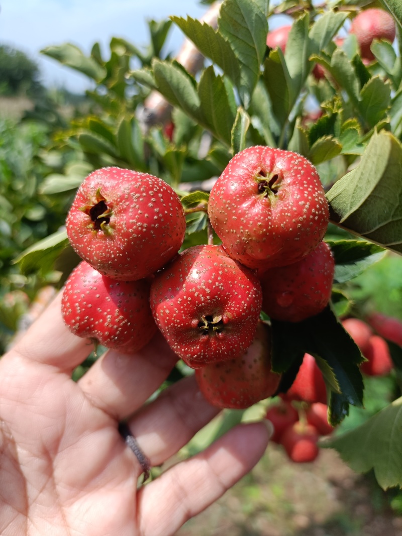 早熟山楂八月红上市，口感甜，颜色鲜红，无虫眼，要的咨询