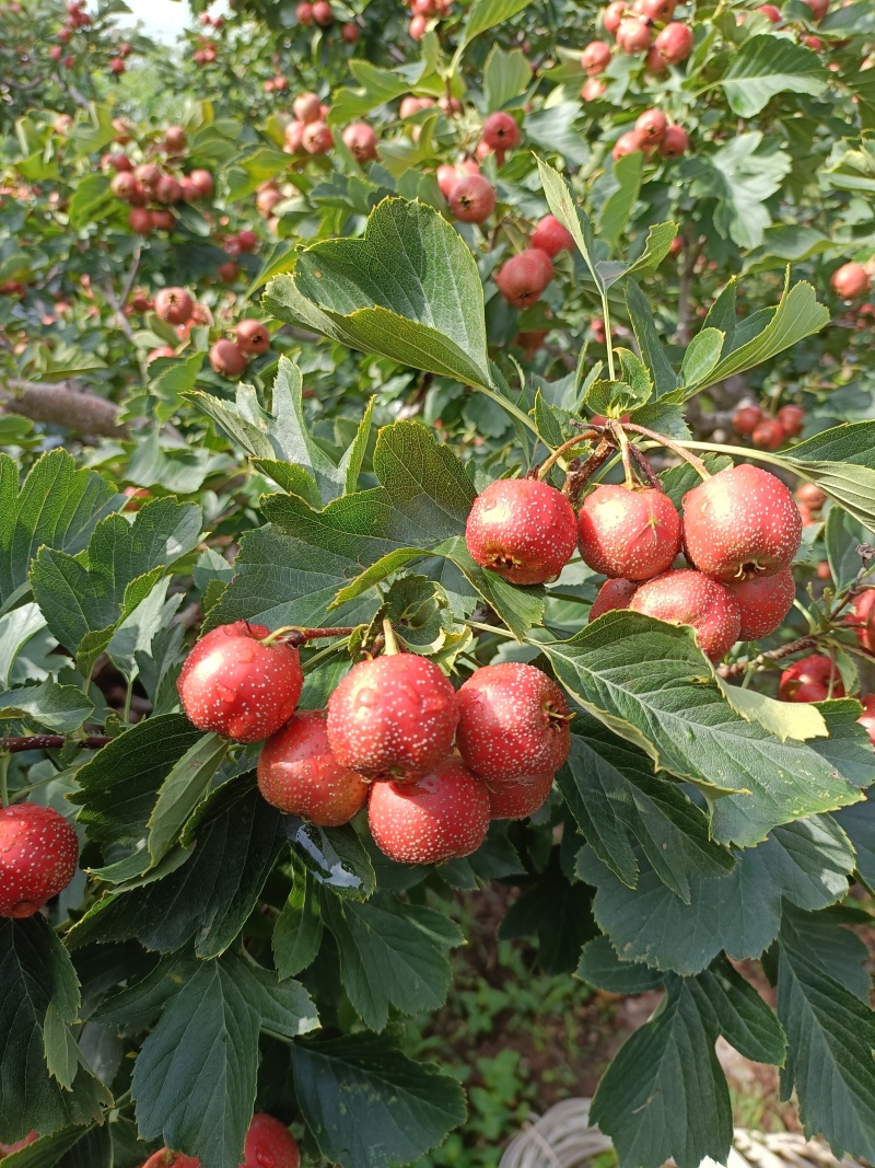 早熟山楂八月红上市，口感甜，颜色鲜红，无虫眼，要的咨询