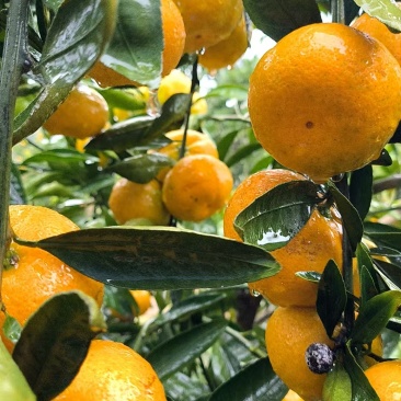 特早蜜橘已上市（大批量提供，其他品种也大量提供）