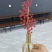 红果冬青发财果