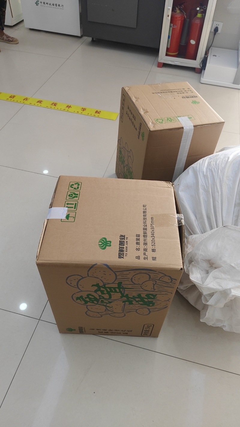 鹿茸菇