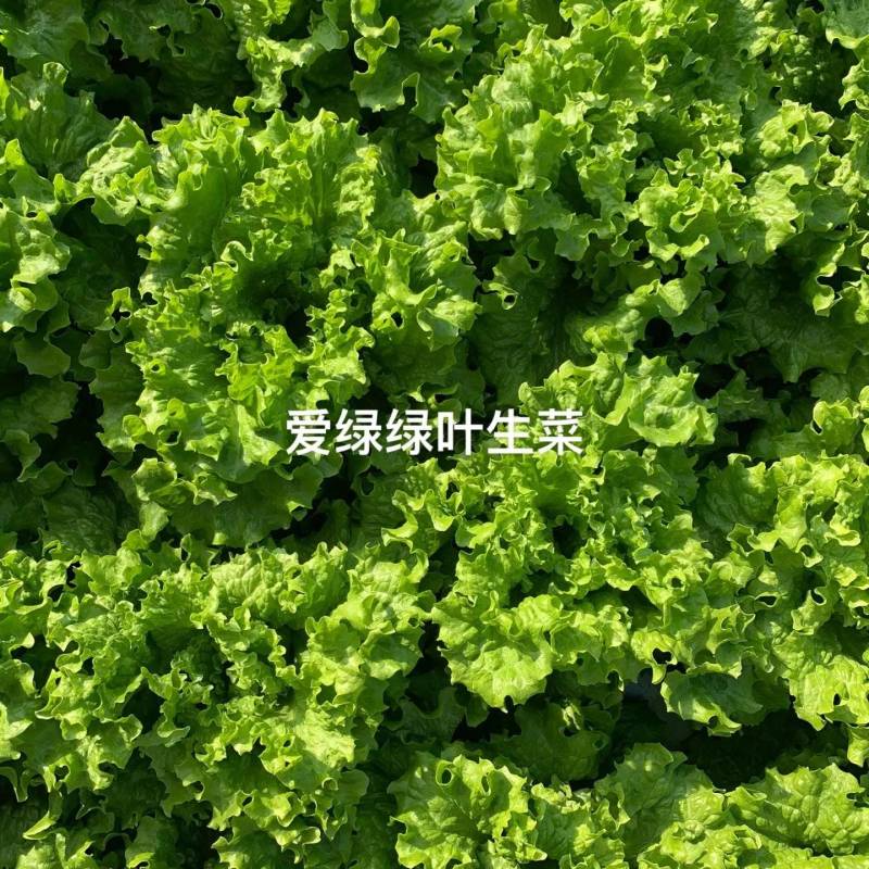 鸡窝生菜