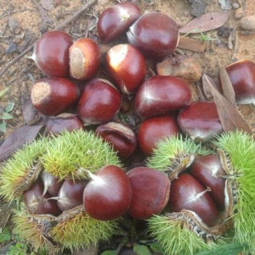 老树油栗