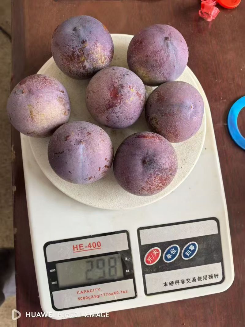 精品脆红李，电商货，市场货，产地一手货源，货源充足