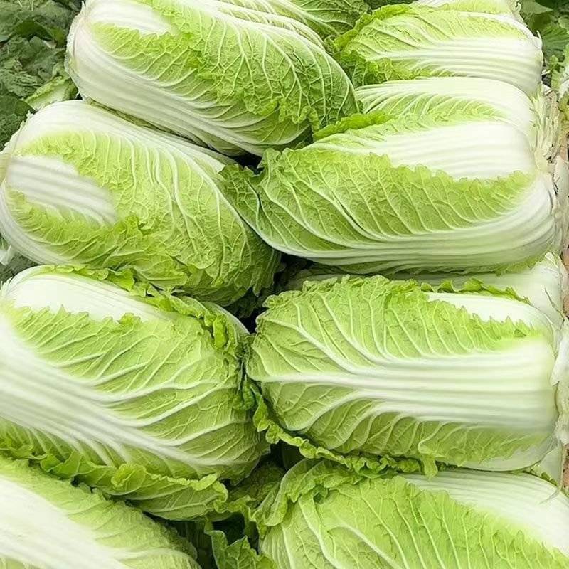 《万人合作商》吉林黄心白菜大量上市保质保量诚信至上