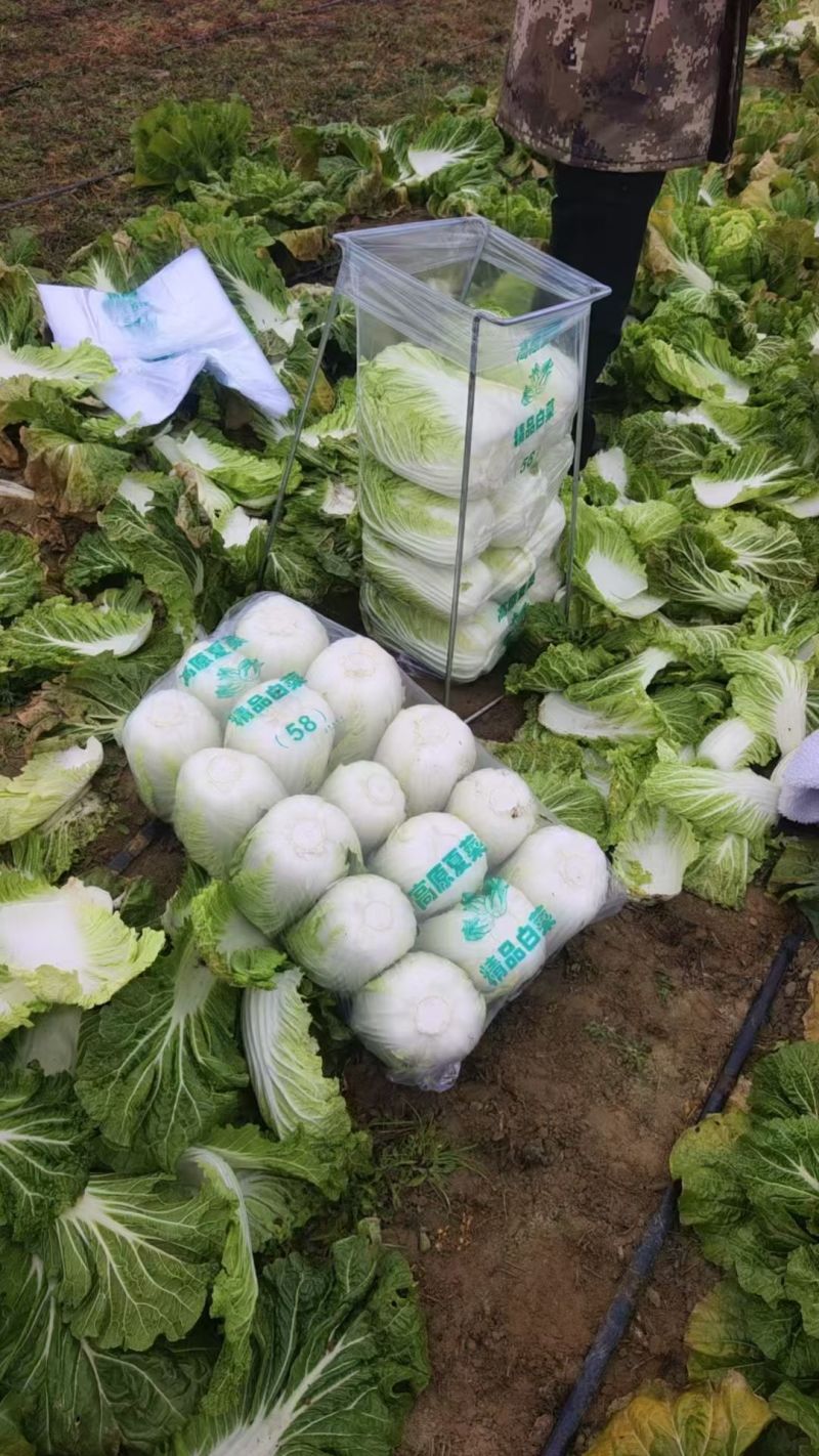 《万人合作商》吉林黄心白菜大量上市保质保量诚信至上