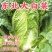 《万人合作商》吉林黄心白菜大量上市保质保量诚信至上