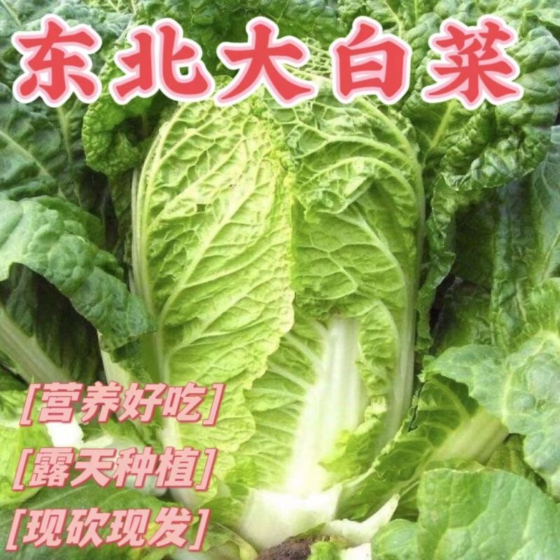 《万人合作商》吉林黄心白菜大量上市保质保量诚信至上