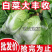 《万人合作商》吉林黄心白菜大量上市保质保量诚信至上
