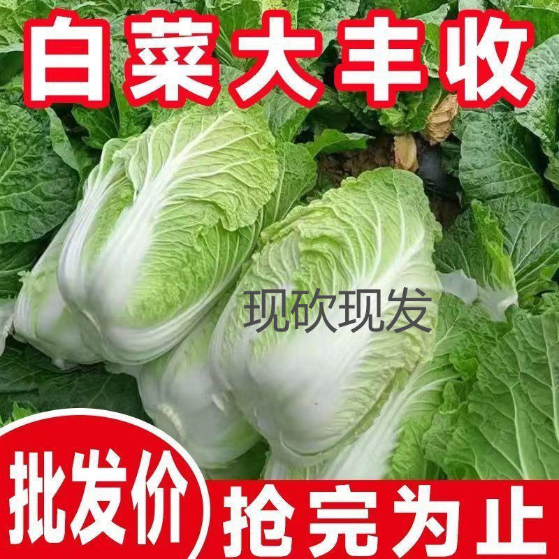《万人合作商》吉林黄心白菜大量上市保质保量诚信至上