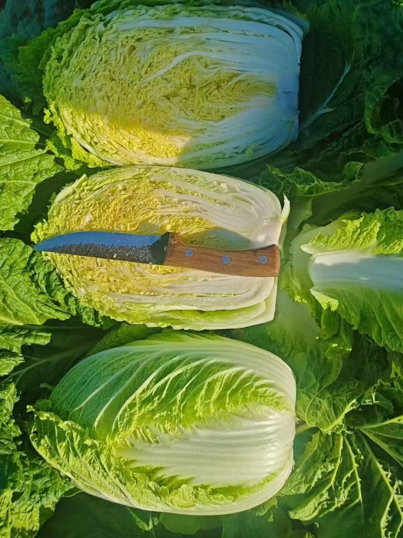 《万人合作商》吉林黄心白菜大量上市保质保量诚信至上