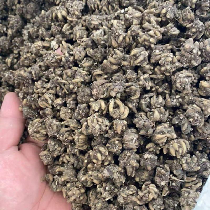 黄皮精品猫爪草