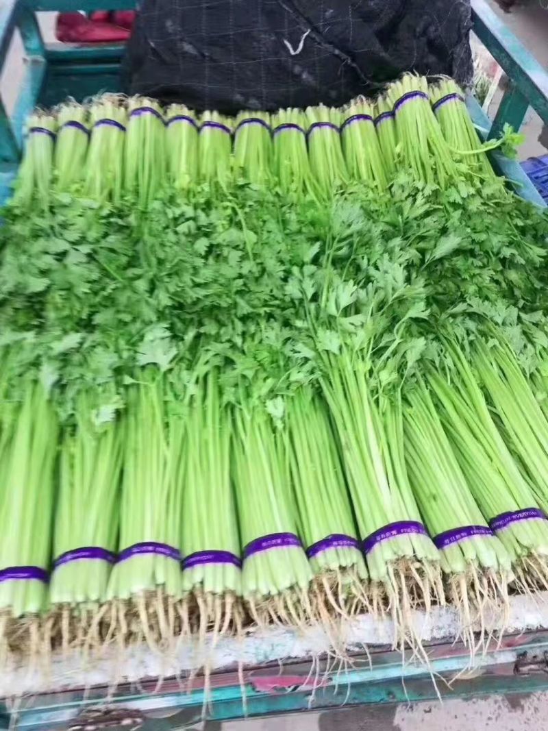 香芹
