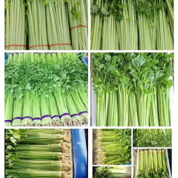 香芹