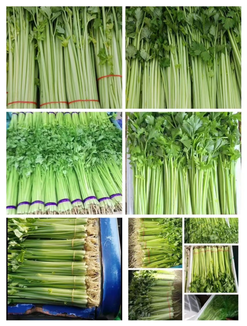 香芹