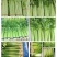 香芹