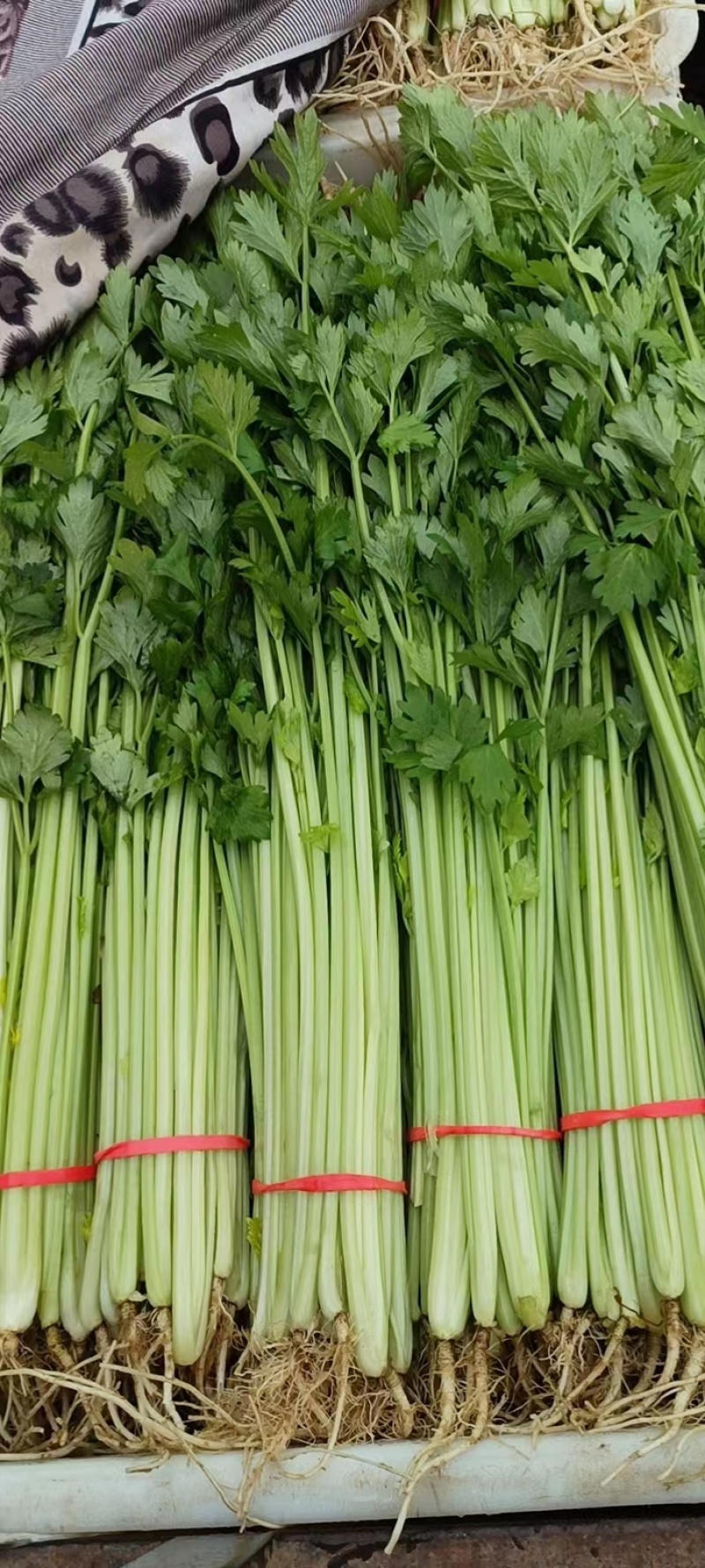 香芹