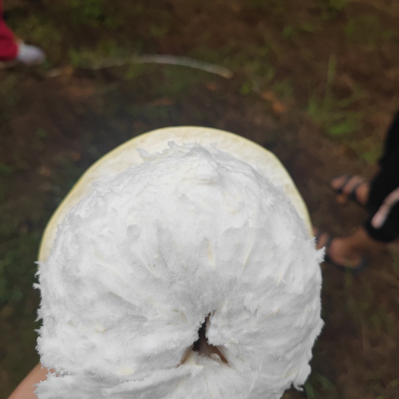 梅县纯正白心蜜柚，口感爽脆纯甜无酸，皮薄多汁，可大量供应