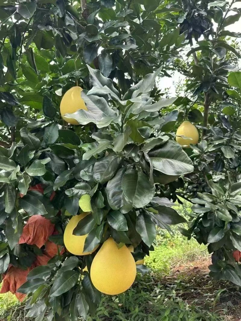 梅县纯正白心蜜柚，口感爽脆纯甜无酸，皮薄多汁，可大量供应
