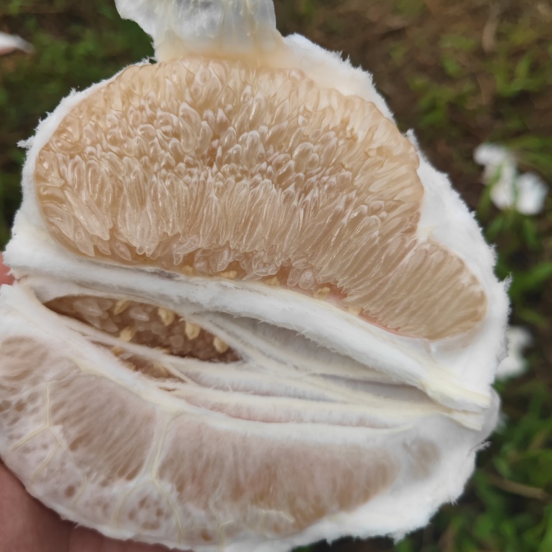 梅县纯正白心蜜柚，口感爽脆纯甜无酸，皮薄多汁，可大量供应