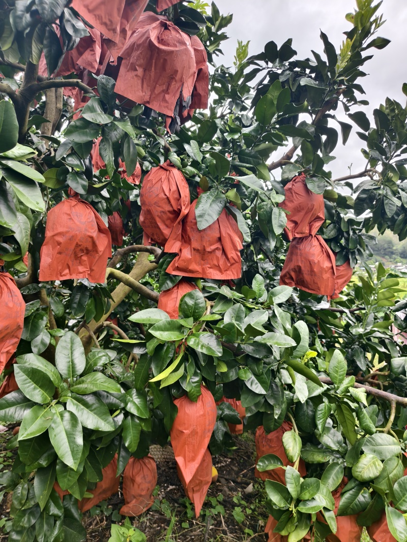 梅县纯正白心蜜柚，口感爽脆纯甜无酸，皮薄多汁，可大量供应