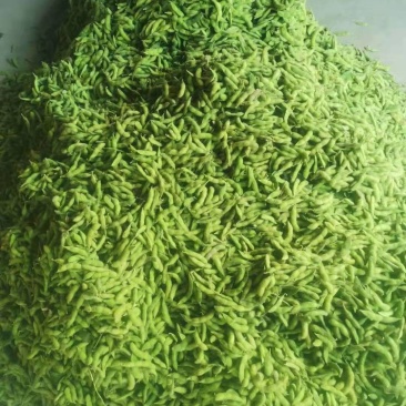 毛豆，我这里有翠绿宝，绿宝石，大青毛豆，神仙三号毛豆大棚货